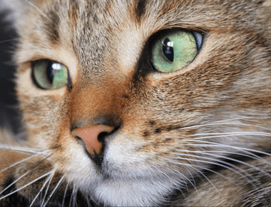 13 Amazing Facts About Cat Whiskers