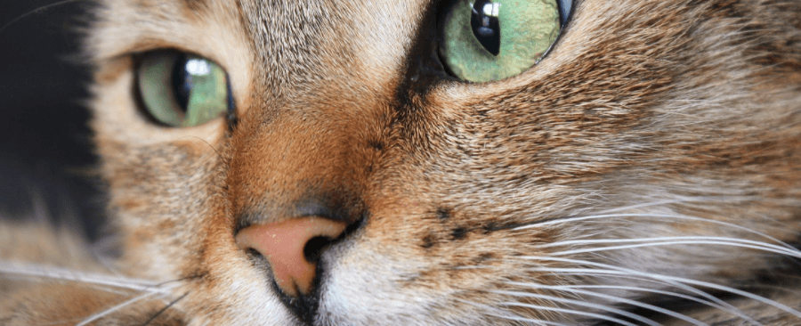 13 Amazing Facts About Cat Whiskers