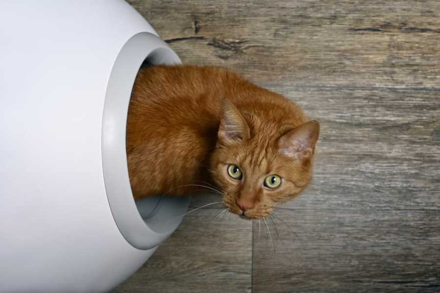 The Best Ways to Dispose of Cat Litter