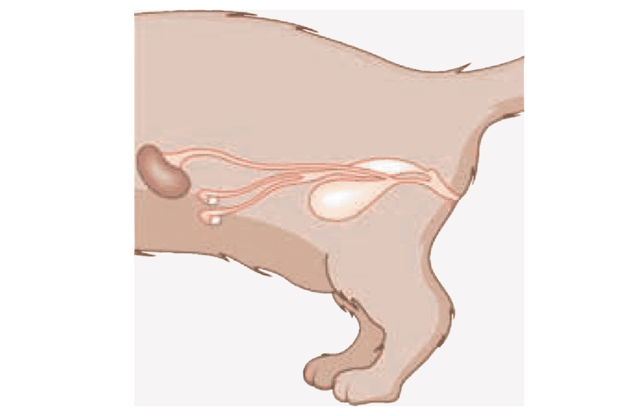 Cat urethra anatomy