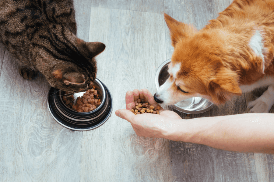 Cats Require Specific Amino Acids Dog Food Lacks