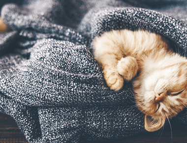 How To Prevent A Cat From Shedding? 11 Proven Methods 🐱