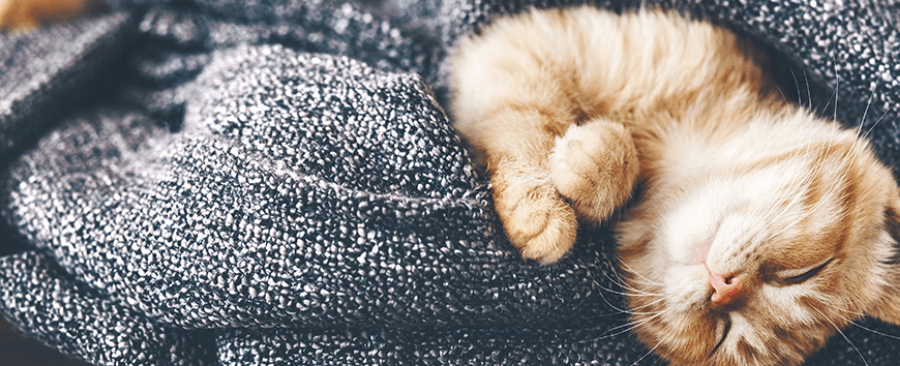 How To Prevent A Cat From Shedding? 11 Proven Methods 🐱