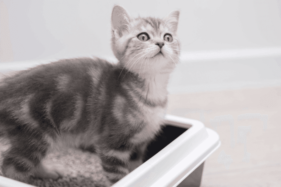 7 Ways to Help Your Constipated Cat at Home