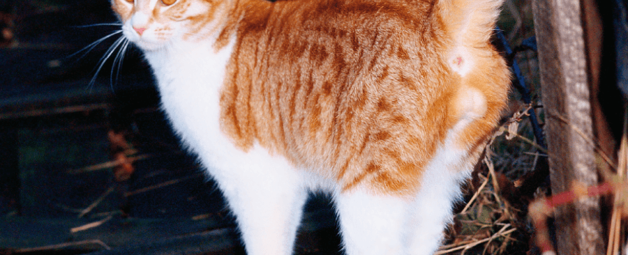 Where Do Cats Pee From? Explaining Cat Urination