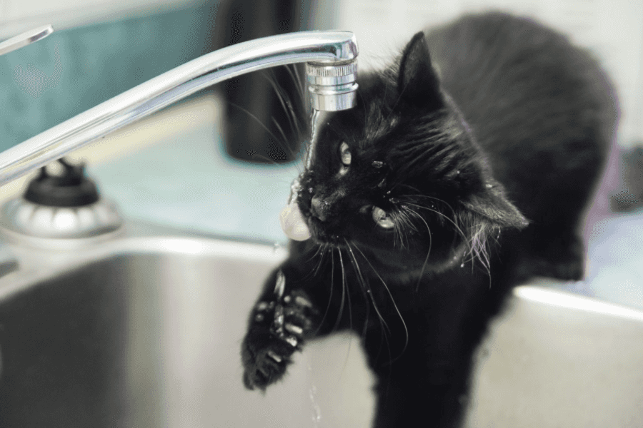 Why Does Your Cat Drink From The Faucet