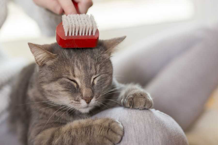 Use a Deshedding Tool