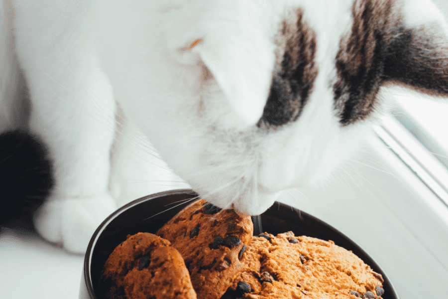 Why is Chocolate Bad for Cats?