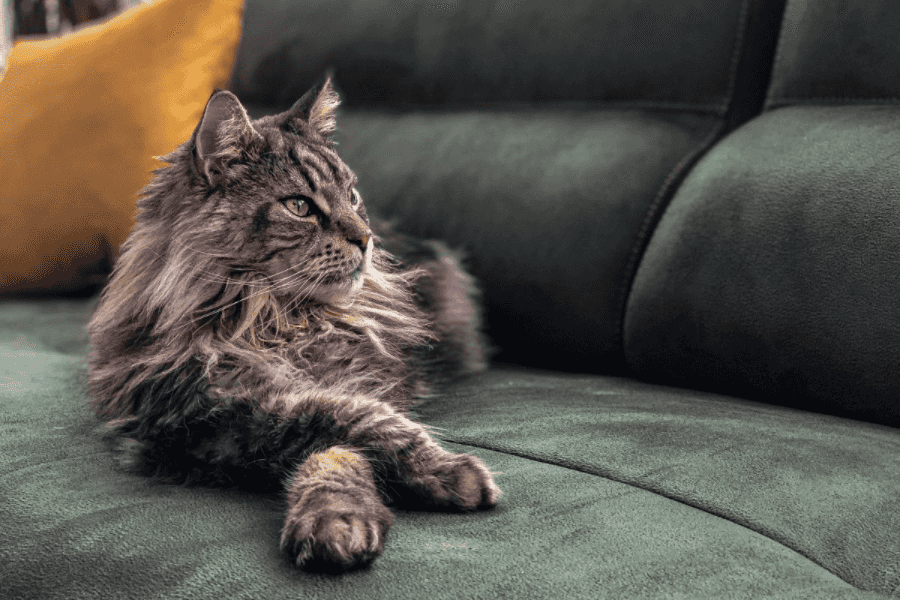 Large Maine coon cat lying on a gray couch