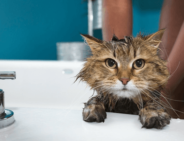 Can You Use Human Shampoo on Cats? 🐱🚿