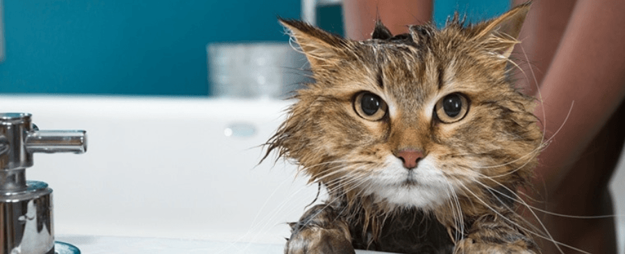 Can You Use Human Shampoo on Cats? 🐱🚿