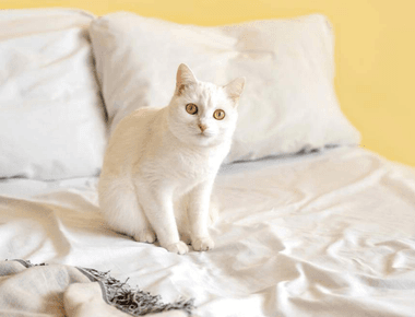 How To Keep Cat From Peeing On Bed? Why And Cures