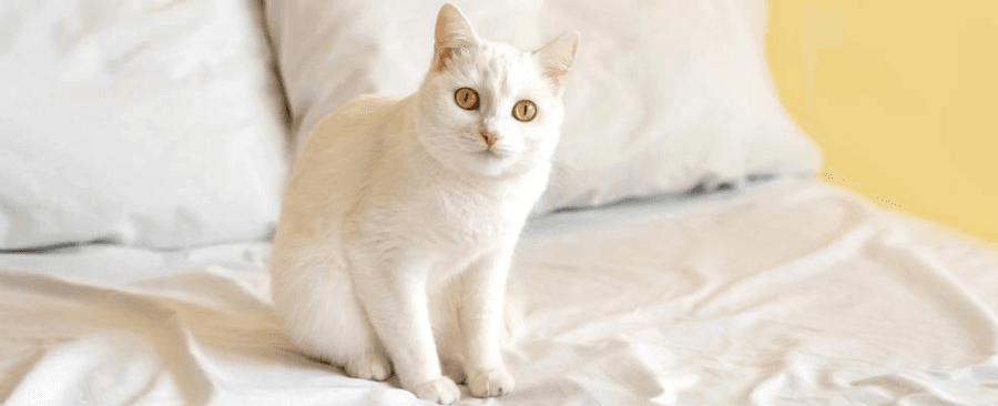 How To Keep Cat From Peeing On Bed? Why And Cures