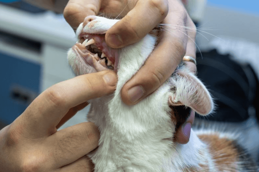 veterinary dental cleaning