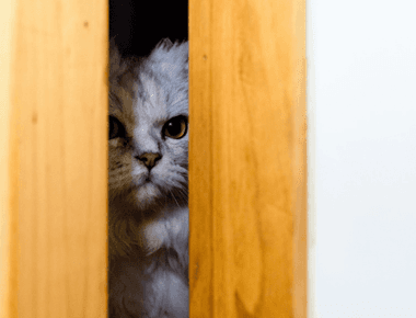 Why Don't Cats Like Closed Doors? 5 Possible Reasons 🚪😺