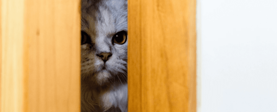 Why Don't Cats Like Closed Doors? 5 Possible Reasons 🚪😺