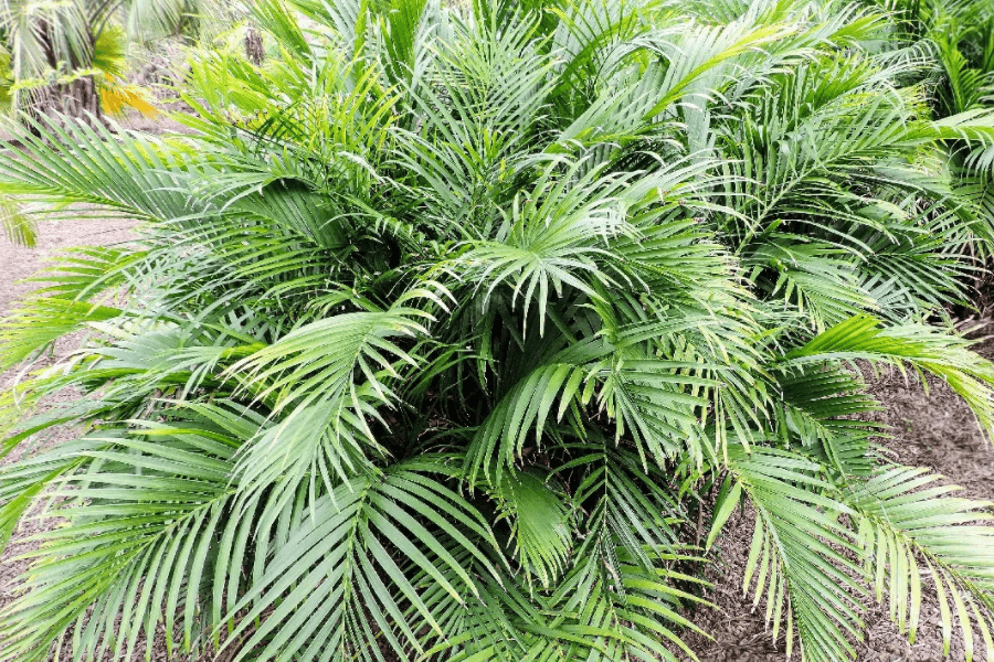 An Overview of Cat Palm