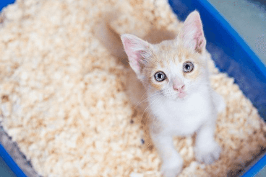 Establishing a Litter Box Cleaning Routine