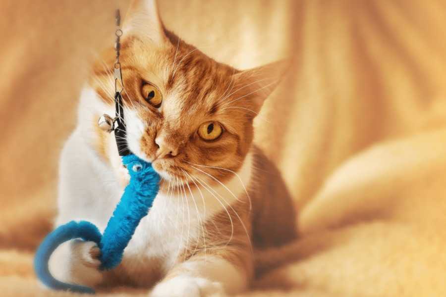 Give Your Cat Chew Toys