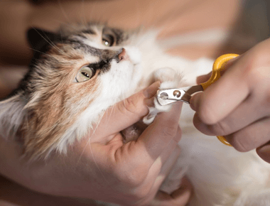 Do You Need To Trim Cat Nails? Yes Or No