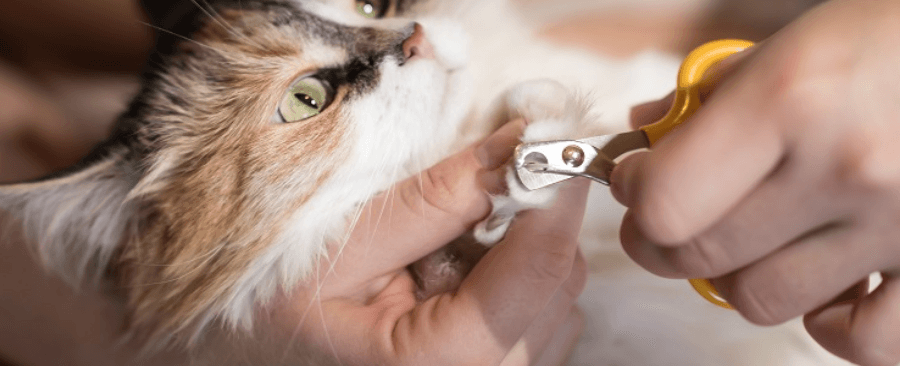 Do You Need To Trim Cat Nails? Yes Or No