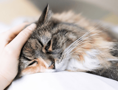 How to Check if Your Cat Has a Fever?