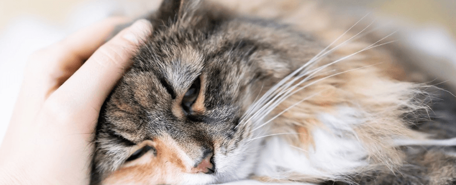 How to Check if Your Cat Has a Fever?