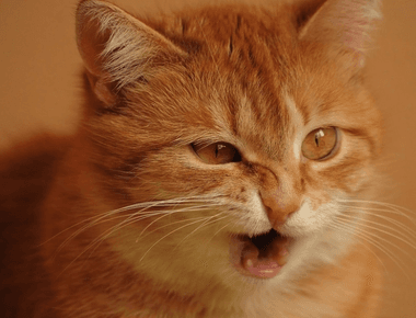 Is Cat Coughing Normal? Top 6 Possible Reasons