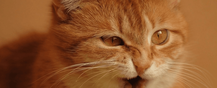 Is Cat Coughing Normal? Top 6 Possible Reasons