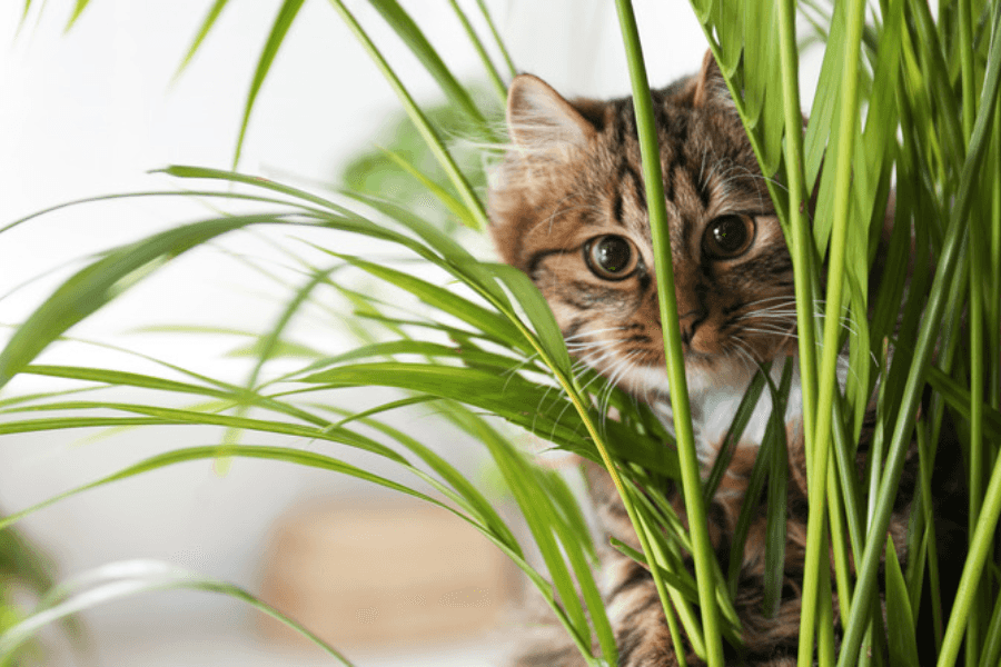 Preventing Plant Poisoning in Cats