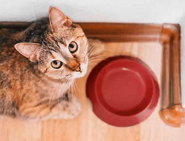 How Long Do Cats Last Without Food?