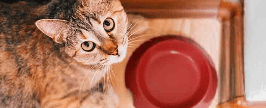 How Long Do Cats Last Without Food?