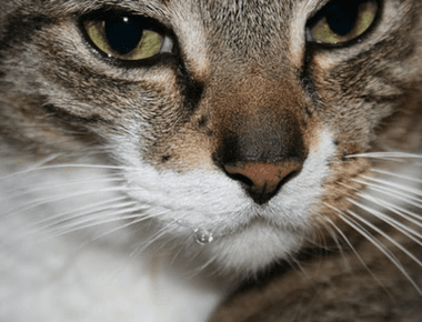 Why Would A Cat Drool? 7 Possible Reasons