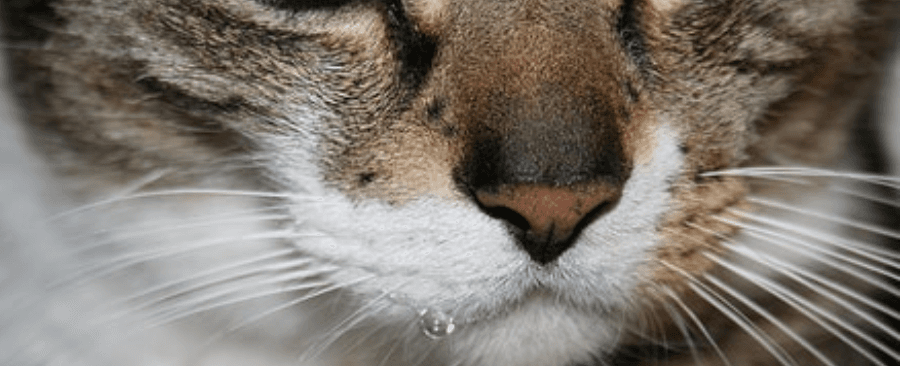 Why Would A Cat Drool? 7 Possible Reasons