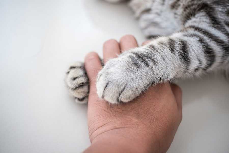 The Current State of Declawing