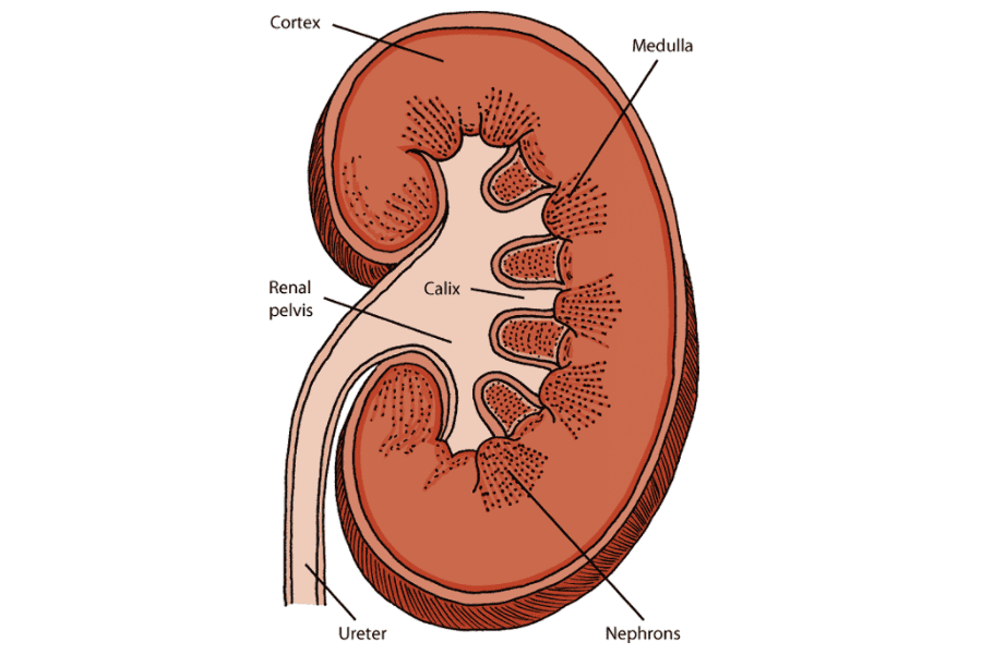 Cat kidney anatomy