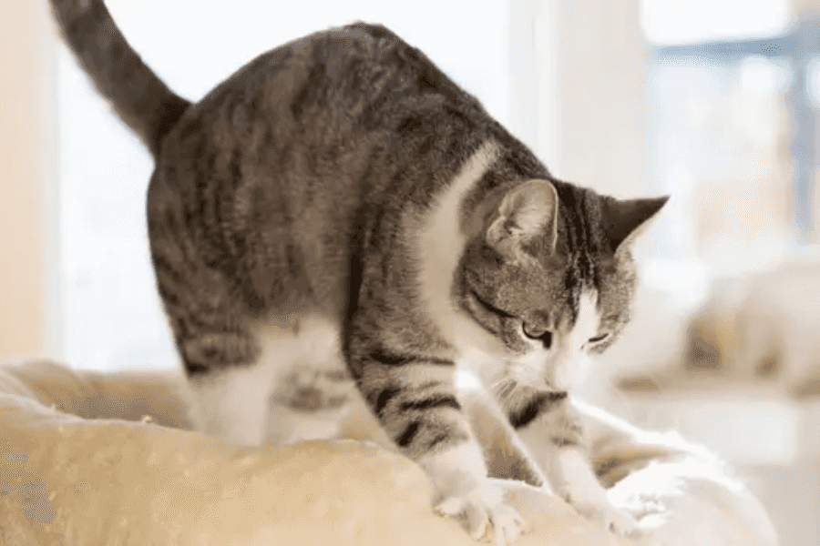 Why Cats Knead