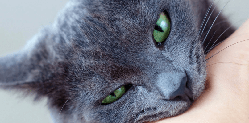 Is Cat Bite Dangerous? Treatment And When To Get Help